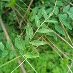 Vicia dumetorum Leaf