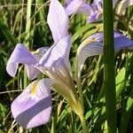 Iris unguicularis Flor