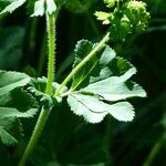 Alchemilla subcrenata Liść