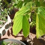 Bauhinia acuminataBlad