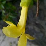 Macfadyena unguis-cati Blomma