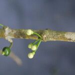 Eugenia stictopetala Fruct