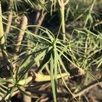 Euphorbia lamarckii Hoja