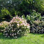 Hydrangea paniculata Habitat