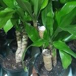 Dracaena fragrans List