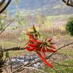 Erythrina lysistemon Цветок