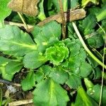 Saxifraga cuneifolia Leaf