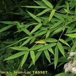 Phyllostachys flexuosa Otro