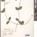 Leptadenia jasminiflora Other