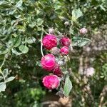 Rosa gallica ফুল