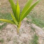 Cocos nucifera Hoja