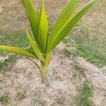 Cocos nucifera 叶