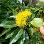 Xanthostemon chrysanthus Fleur