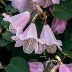 Rhododendron williamsianum 花