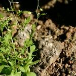 Hornungia procumbens Habitus