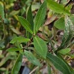 Helenium autumnale Blatt