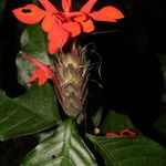 Aphelandra aurantiaca Blomma