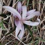 Colchicum bulbocodium 花