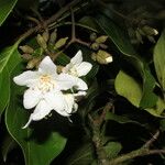 Cordia megalantha Flower