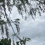 Acer cissifolium Folha