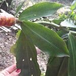 Costus scaber Hostoa