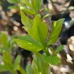 Forsythia intermedia Hostoa