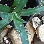 Agave lophantha Листок