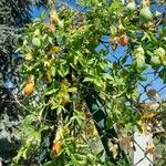 Passiflora caerulea Кара