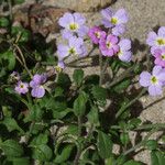 Malcolmia flexuosa Sonstige