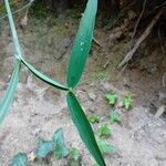 Lathyrus heterophyllus Yaprak