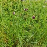 Allium scorodoprasum 整株植物