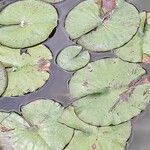 Nymphaea candida Лист