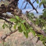 Commiphora schimperi Лист