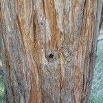 Sequoia sempervirens Bark