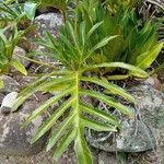 Thaumatophyllum bipinnatifidum Leaf