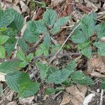 Rubus echinatus Leaf