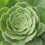 Aeonium balsamiferum 叶