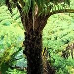 Cyathea arborea Corteza