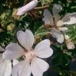 Malva moschata Flower
