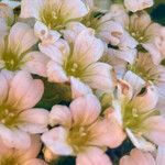 Saxifraga muscoides Fula