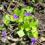 Viola sororia Habit