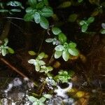 Callitriche stagnalis Leaf