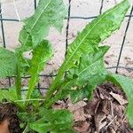 Taraxacum clemens Leaf