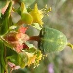Euphorbia cassia Flower