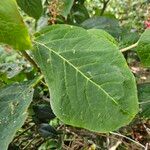 Phytolacca acinosa Likasa
