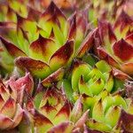 Sempervivum montanum List