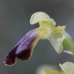 Ophrys lupercalis Mosusu