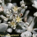 Polycarpaea nivea Otro
