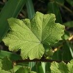 Rubus alceifolius Liść