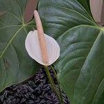 Anthurium nymphaeifolium Floare